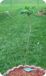 Paulownia Paulownia